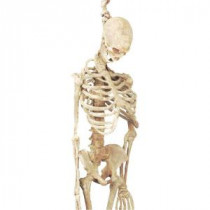 5 ft. Latex Skeleton