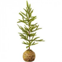 Cherry Hill Lane Collection 2 ft. Unlit Artificial Nordic Pine Tree with Root Ball