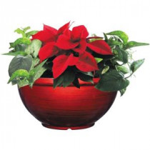 12 in. Bellina Bowl Poinsettia (In-Store Only)